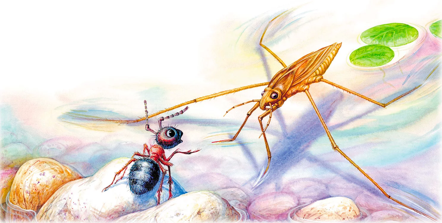 Приключения муравьишки Бианки Водомерка
