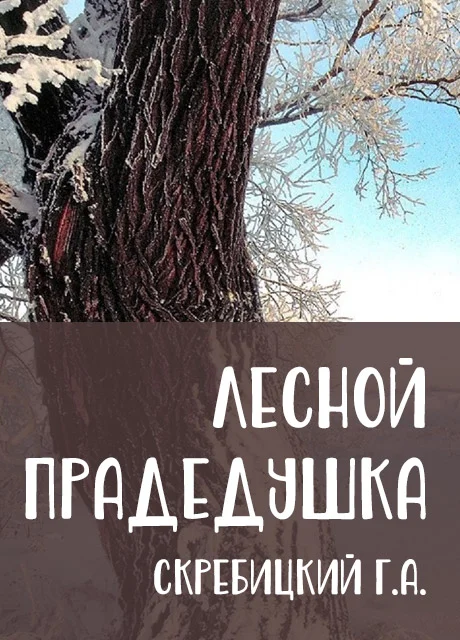 Лесной прадедушка - Скребицкий Г.А. читать бесплатно на m1r.ru
