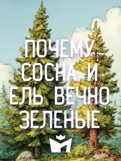 Почему сосна и ель вечно зеленые - Чувашская народная сказка читать бесплатно